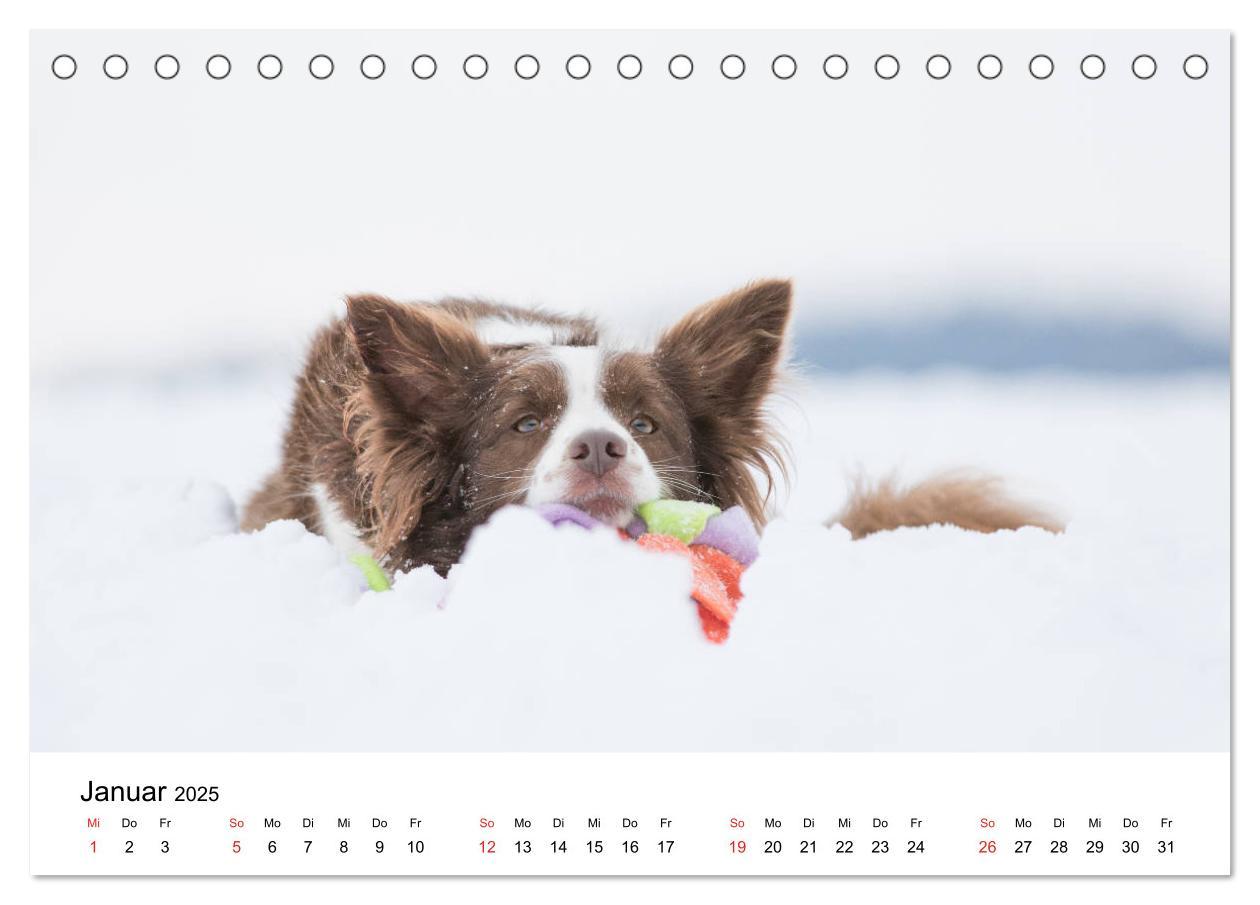 Bild: 9783435190539 | Border Collie - Bunt und clever! (Tischkalender 2025 DIN A5 quer),...