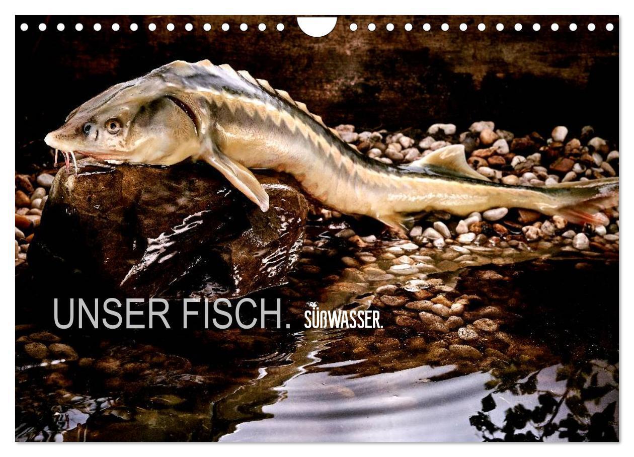 Cover: 9783435499090 | UNSER FISCH. SÜßWASSER. (Wandkalender 2025 DIN A4 quer), CALVENDO...