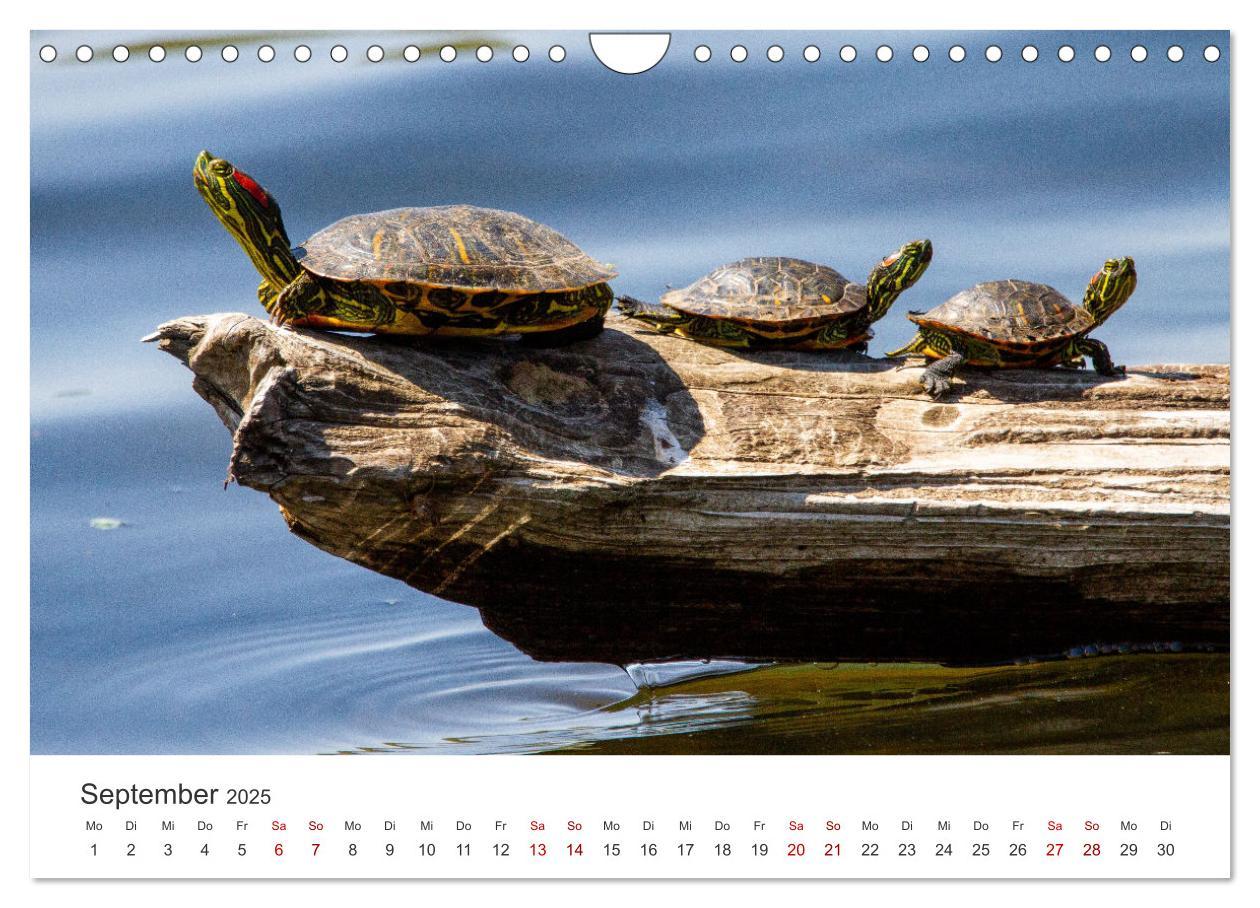 Bild: 9783383997839 | Schildkröten - Die gepanzerten Tiere. (Wandkalender 2025 DIN A4...