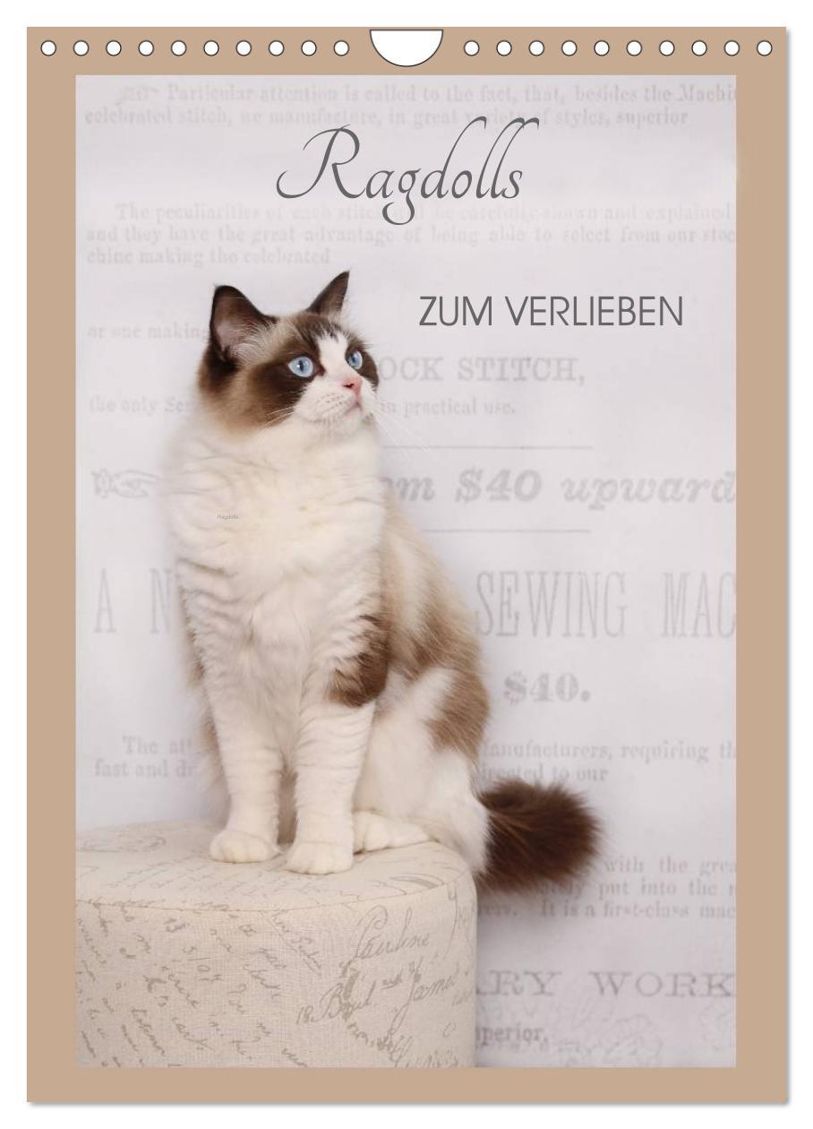 Cover: 9783457013250 | Ragdolls zum Verlieben (Wandkalender 2025 DIN A4 hoch), CALVENDO...