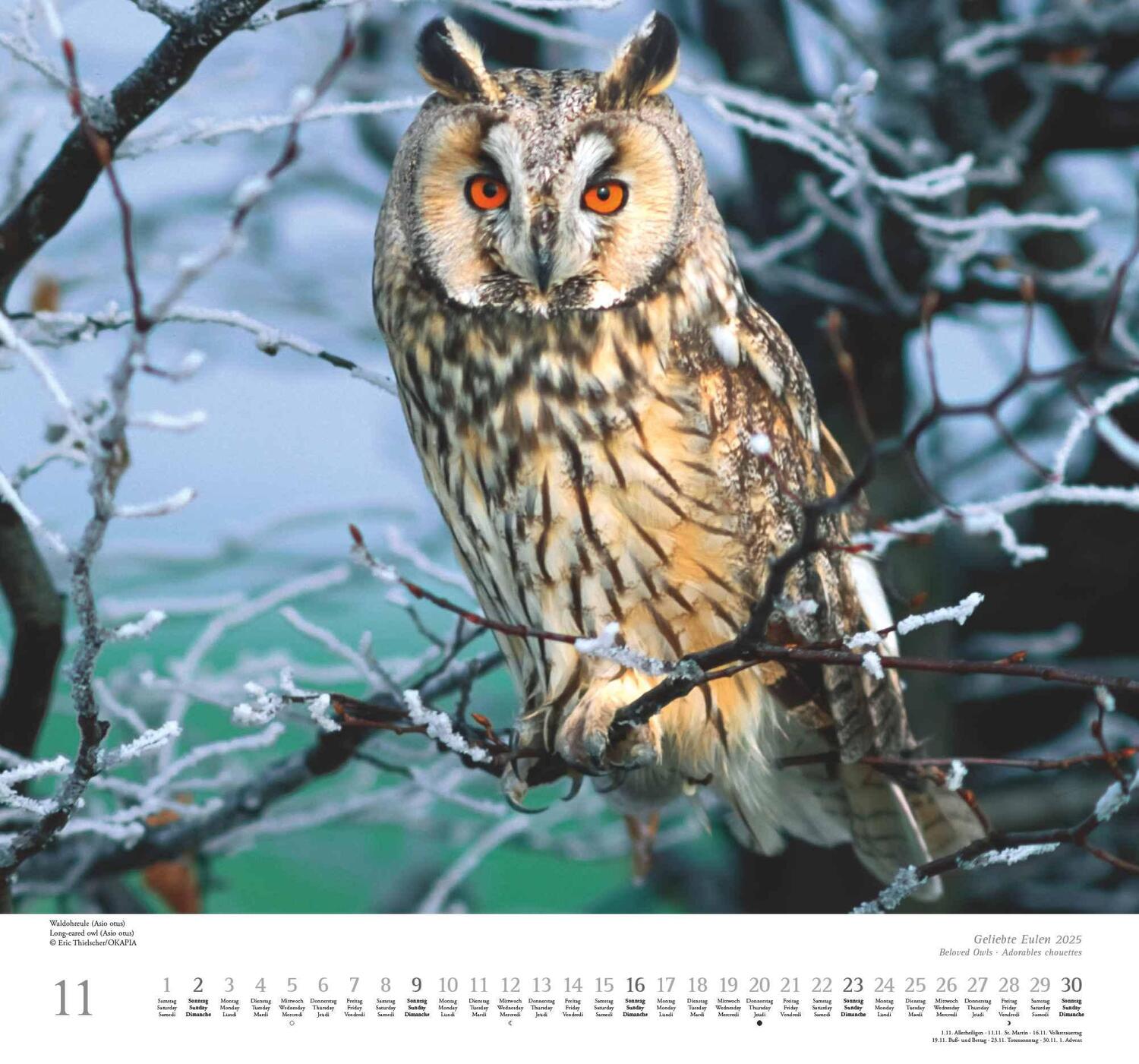 Bild: 4250809653358 | Geliebte Eulen 2025 - DUMONT Wandkalender - mit den wichtigsten...