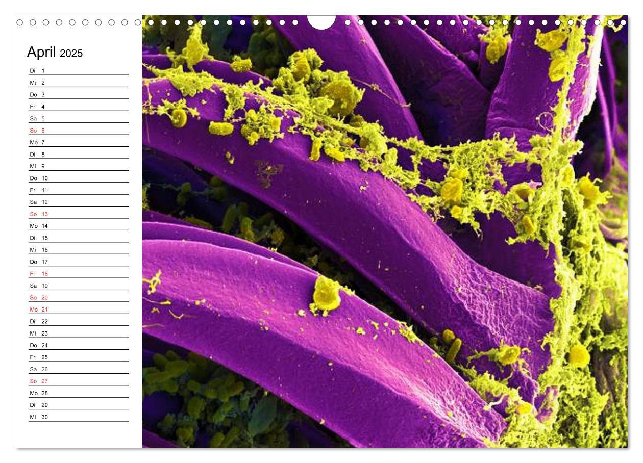 Bild: 9783435483372 | Mikrobiologie. Mikroorganismen, Genetik und Zellen (Wandkalender...