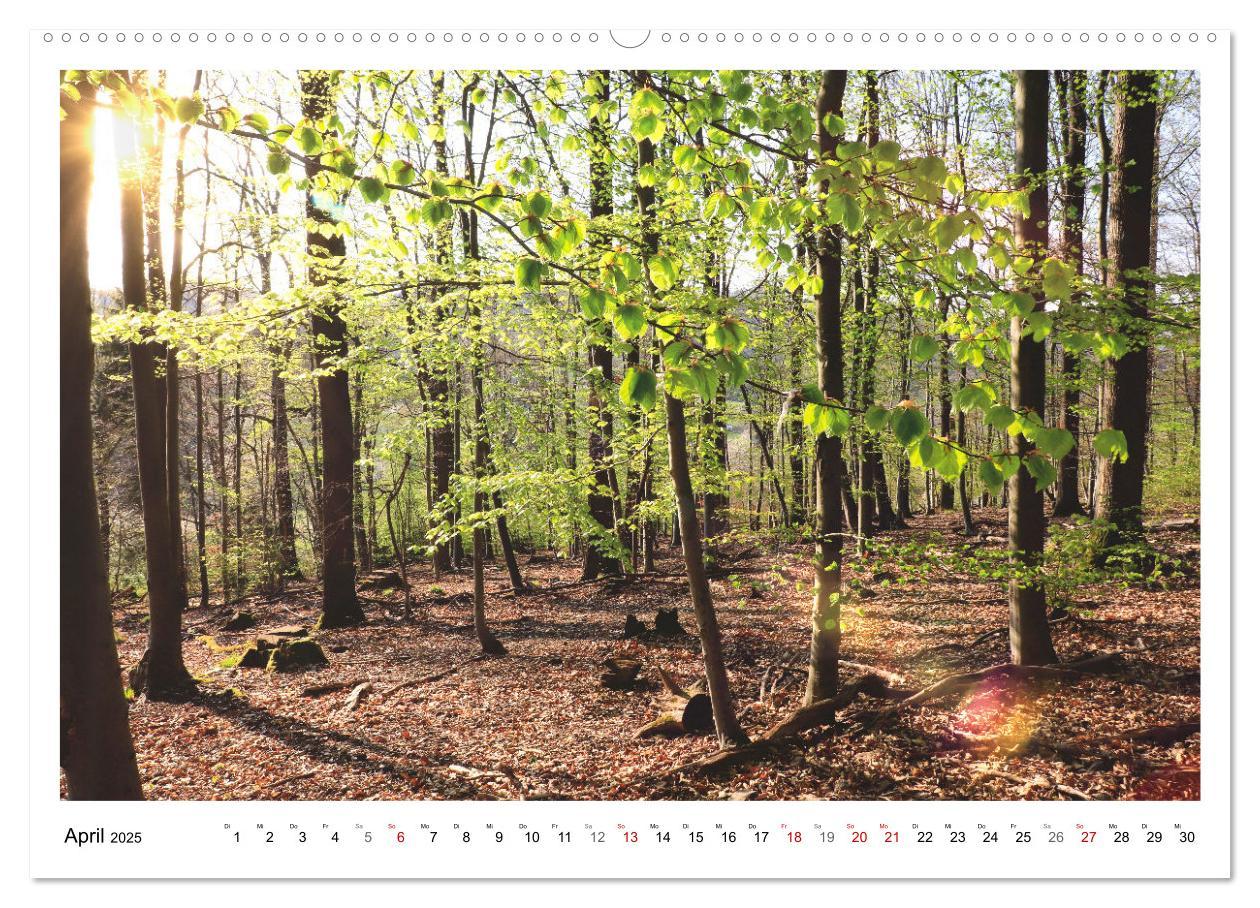 Bild: 9783435079957 | Mein Sehnsuchtsort, der heimische Wald (Wandkalender 2025 DIN A2...