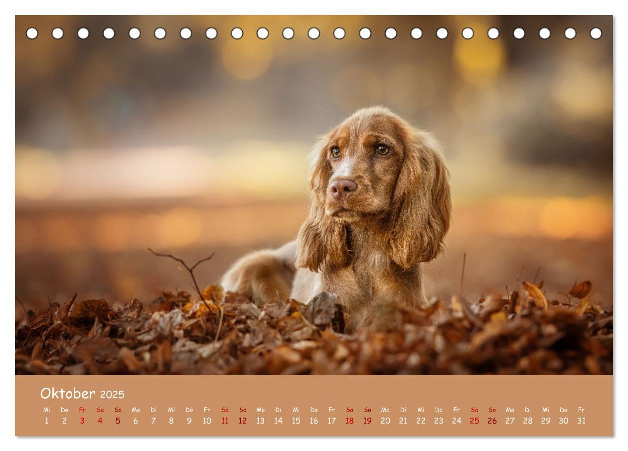 Bild: 9783383951633 | Englischer Cocker Spaniel (Tischkalender 2025 DIN A5 quer),...