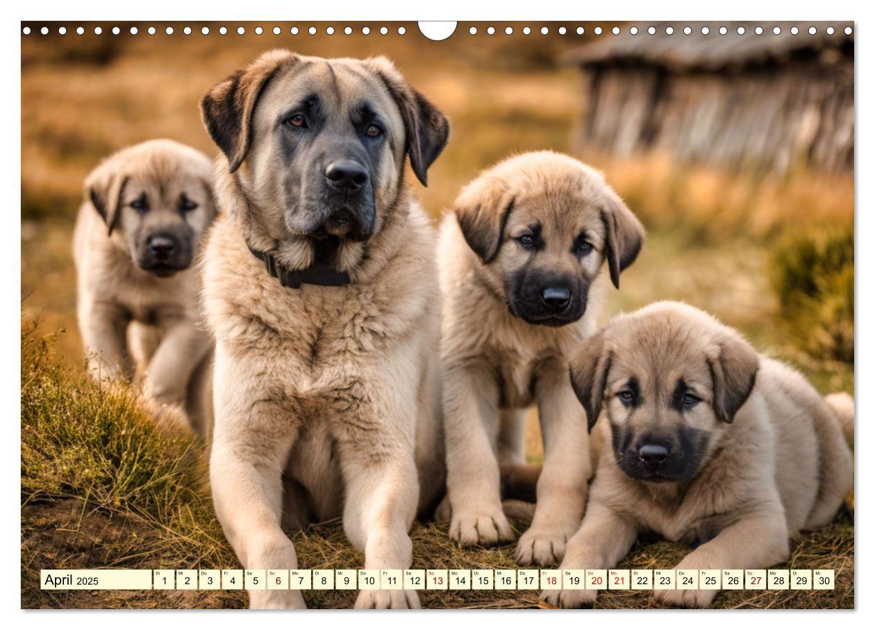 Bild: 9783457130704 | Kangal - der starke Herdenschutzhund (Wandkalender 2025 DIN A3...