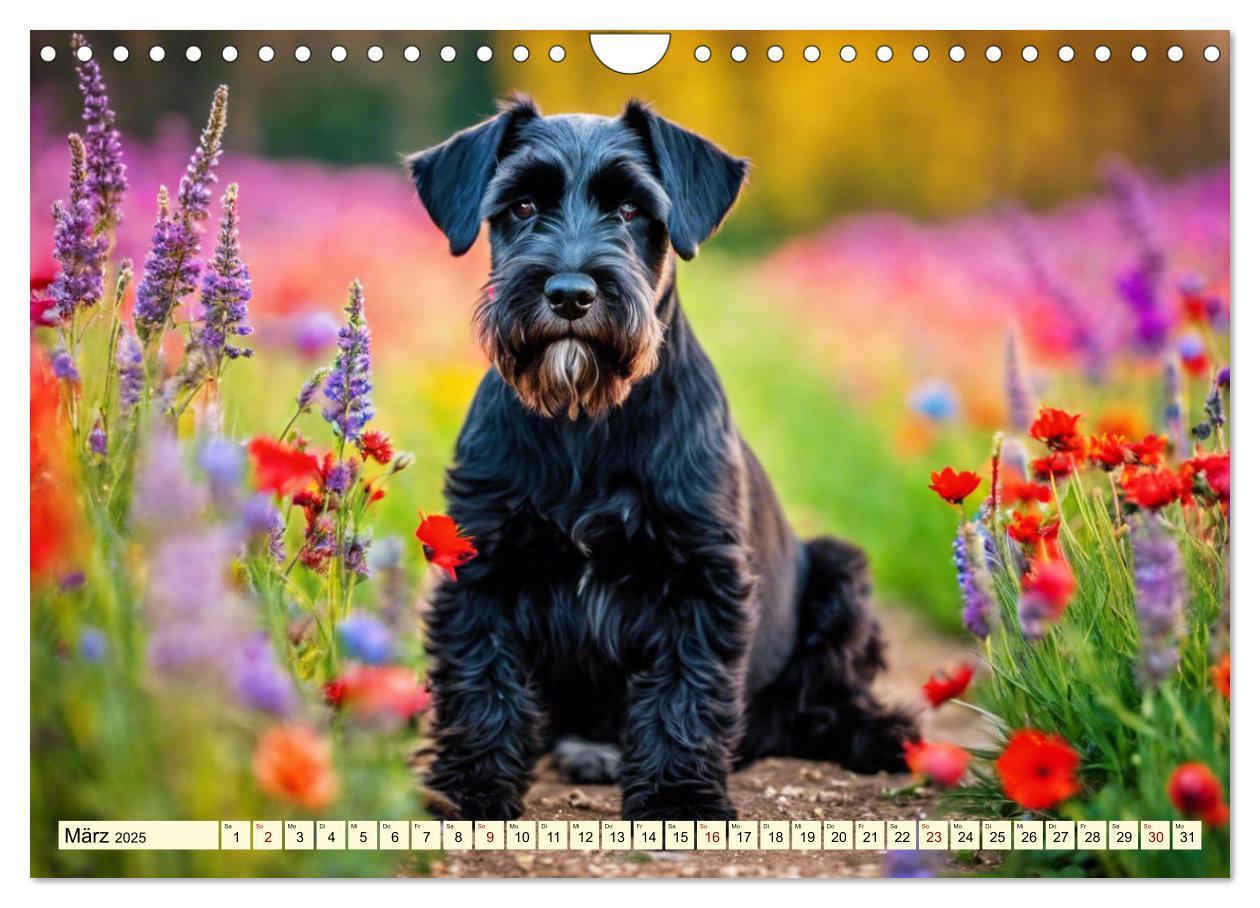 Bild: 9783457016145 | Schnauzer - vielseitige Allrounder (Wandkalender 2025 DIN A4 quer),...