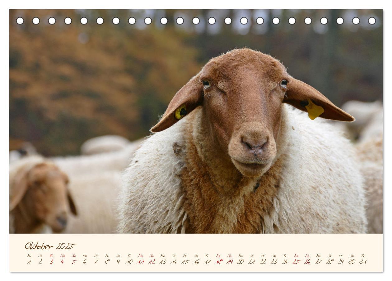 Bild: 9783435171767 | Coburger Fuchsschaf (Tischkalender 2025 DIN A5 quer), CALVENDO...