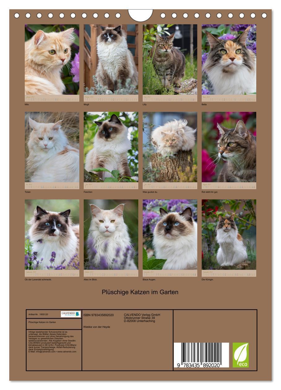 Bild: 9783435892020 | Plüschige Katzen im Garten (Wandkalender 2025 DIN A4 hoch),...