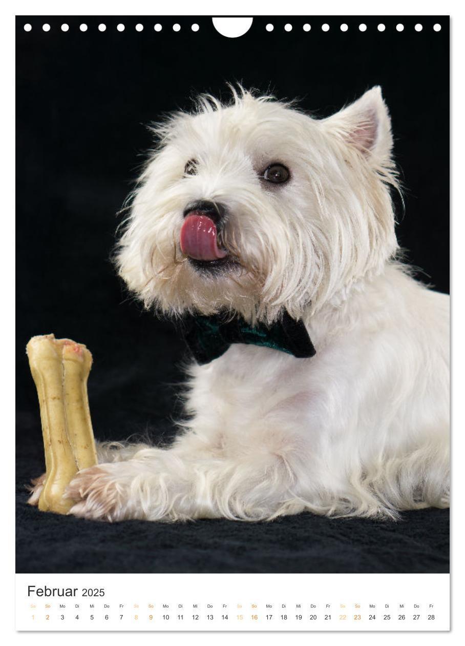 Bild: 9783383796715 | Der Westie - Portrait eines West Highland White Terriers...