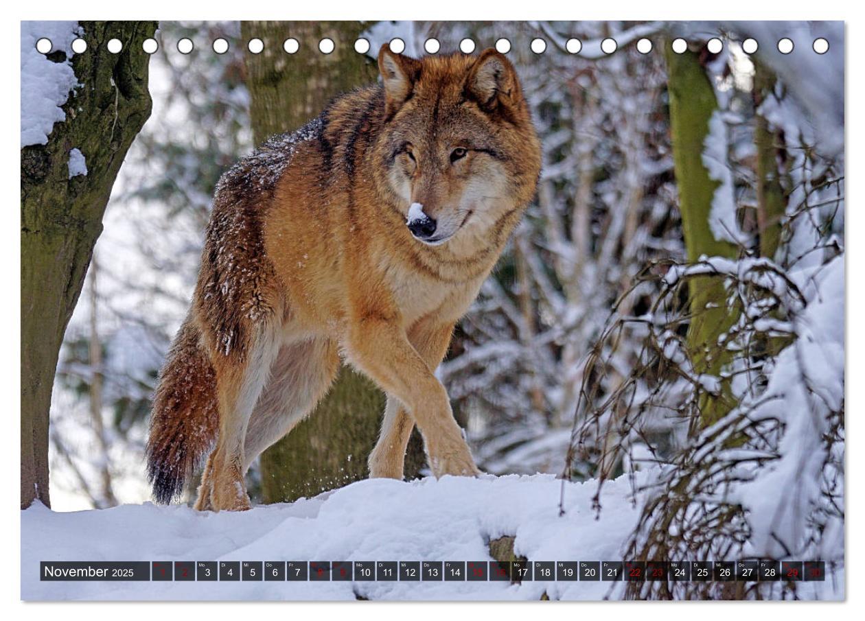 Bild: 9783435262892 | Begegnung mit dem Wolf (Tischkalender 2025 DIN A5 quer), CALVENDO...