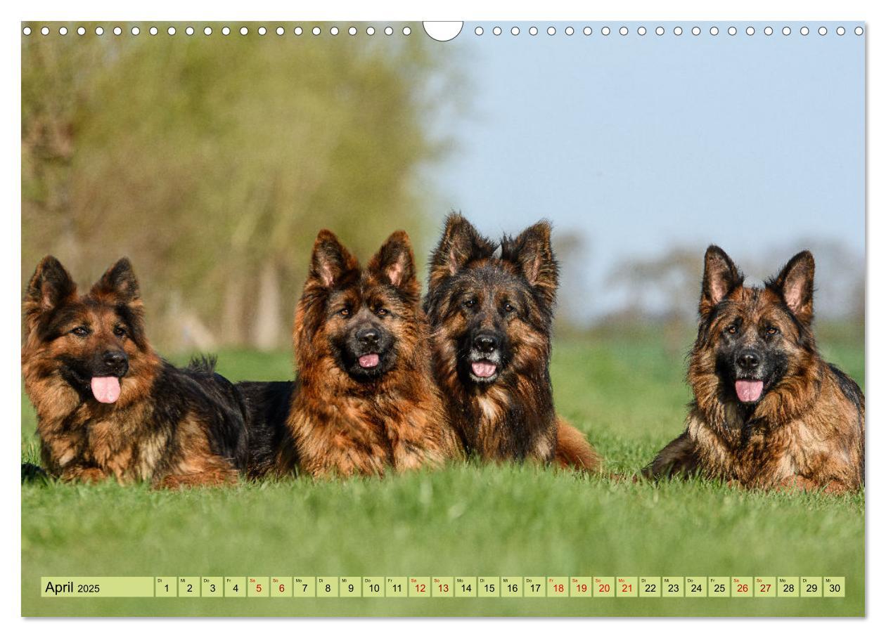 Bild: 9783383895890 | Altdeutsche Schäferhunde - Traumhafte Schäferhunde Langstockhaar...