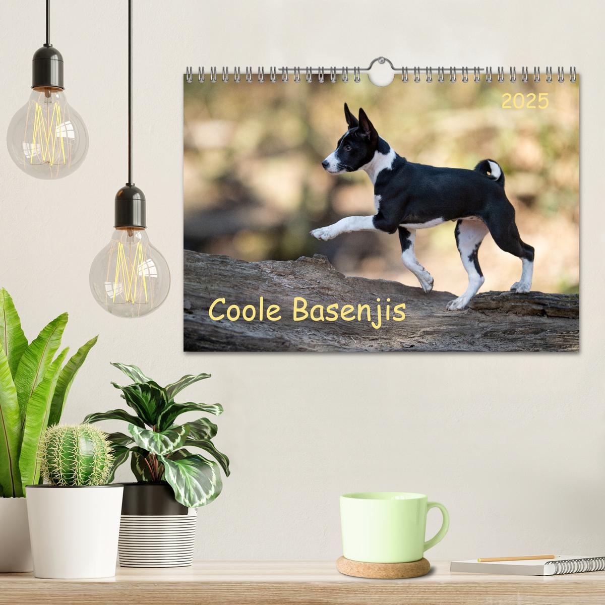 Bild: 9783435025978 | Coole Basenjis (Wandkalender 2025 DIN A4 quer), CALVENDO...