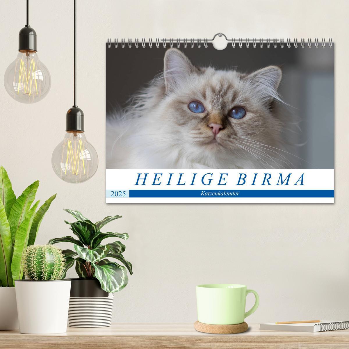 Bild: 9783435758500 | Heilige Birma Katzenkalender (Wandkalender 2025 DIN A4 quer),...