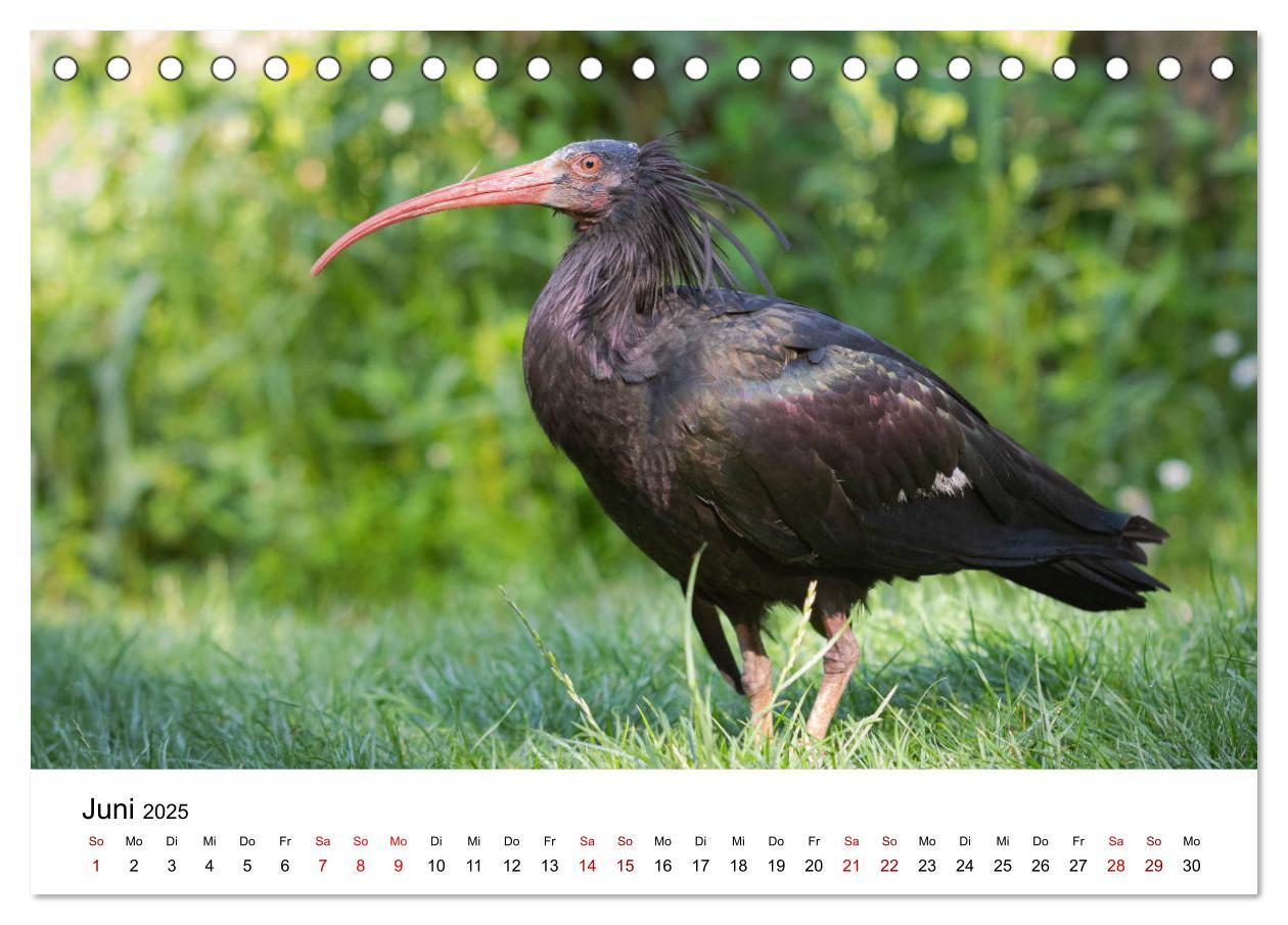 Bild: 9783435135714 | Der Waldrapp - Ein skurriler Vogel (Tischkalender 2025 DIN A5...