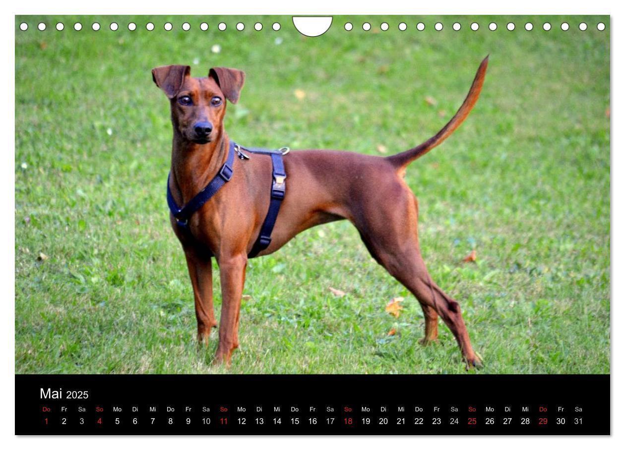 Bild: 9783435643738 | Deutscher Pinscher (Wandkalender 2025 DIN A4 quer), CALVENDO...