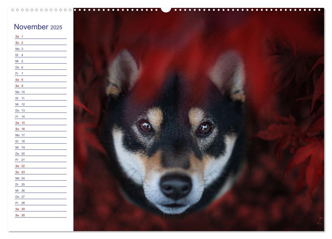 Bild: 9783435101504 | Japans Seelenhunde (Wandkalender 2025 DIN A2 quer), CALVENDO...