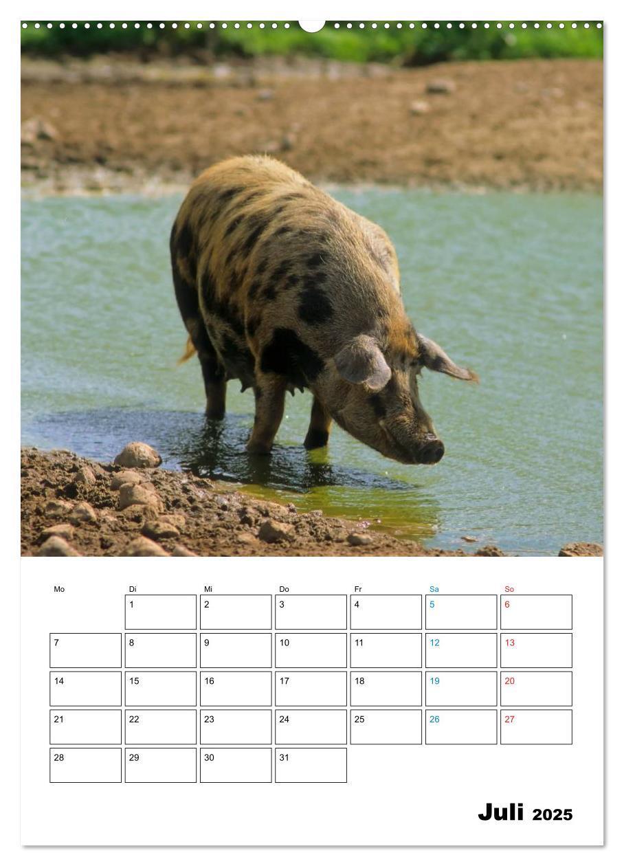 Bild: 9783457077382 | Schweine 2025 (Wandkalender 2025 DIN A2 hoch), CALVENDO Monatskalender