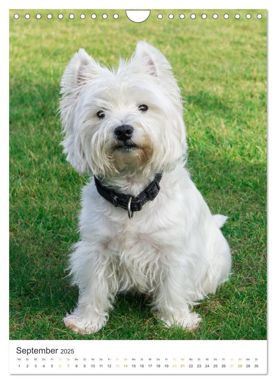 Bild: 9783383796715 | Der Westie - Portrait eines West Highland White Terriers...