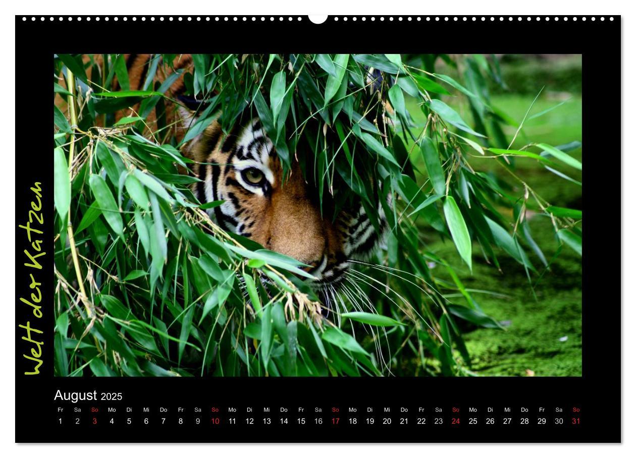 Bild: 9783435774920 | Welt der Katzen - Tiger (Wandkalender 2025 DIN A2 quer), CALVENDO...