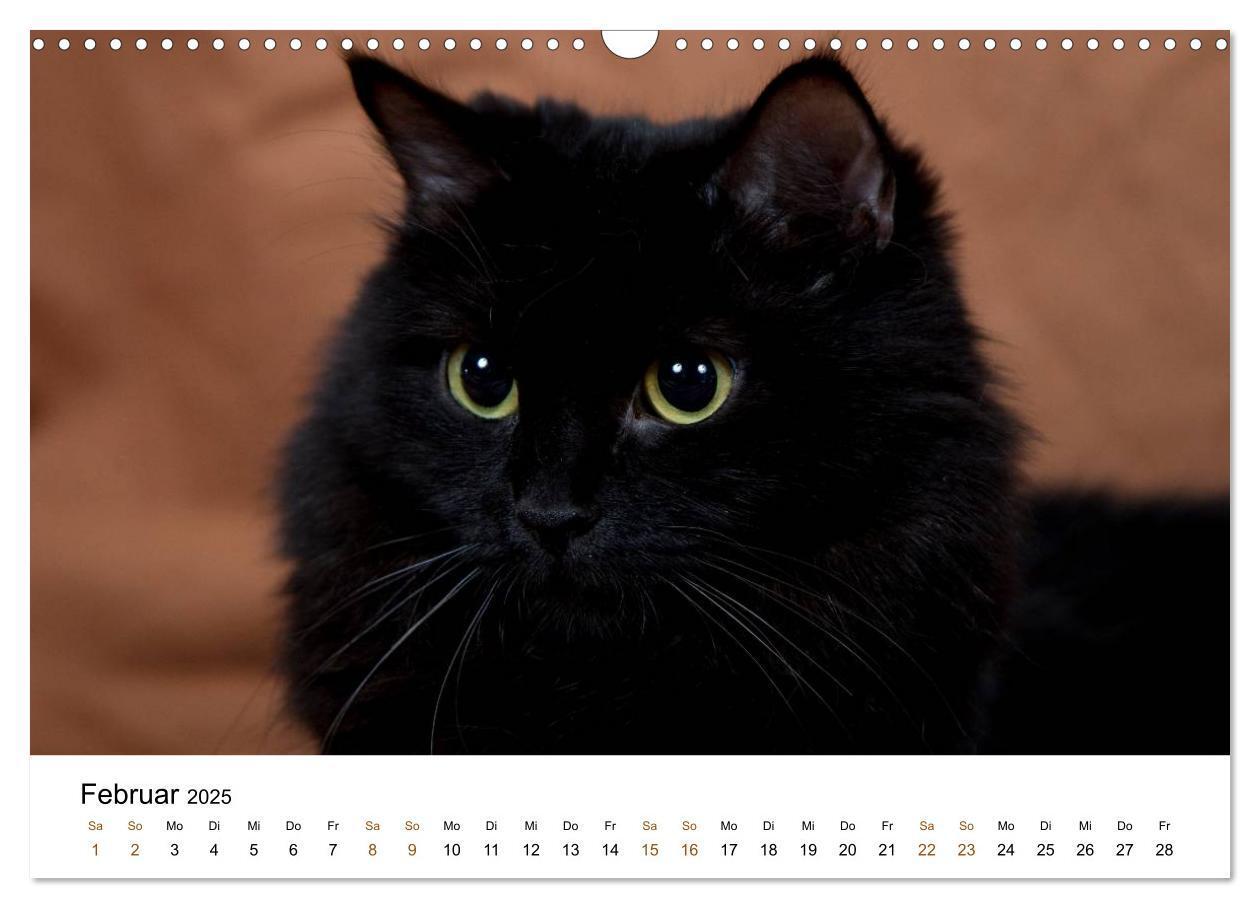 Bild: 9783435753901 | Ragdolls (Wandkalender 2025 DIN A3 quer), CALVENDO Monatskalender