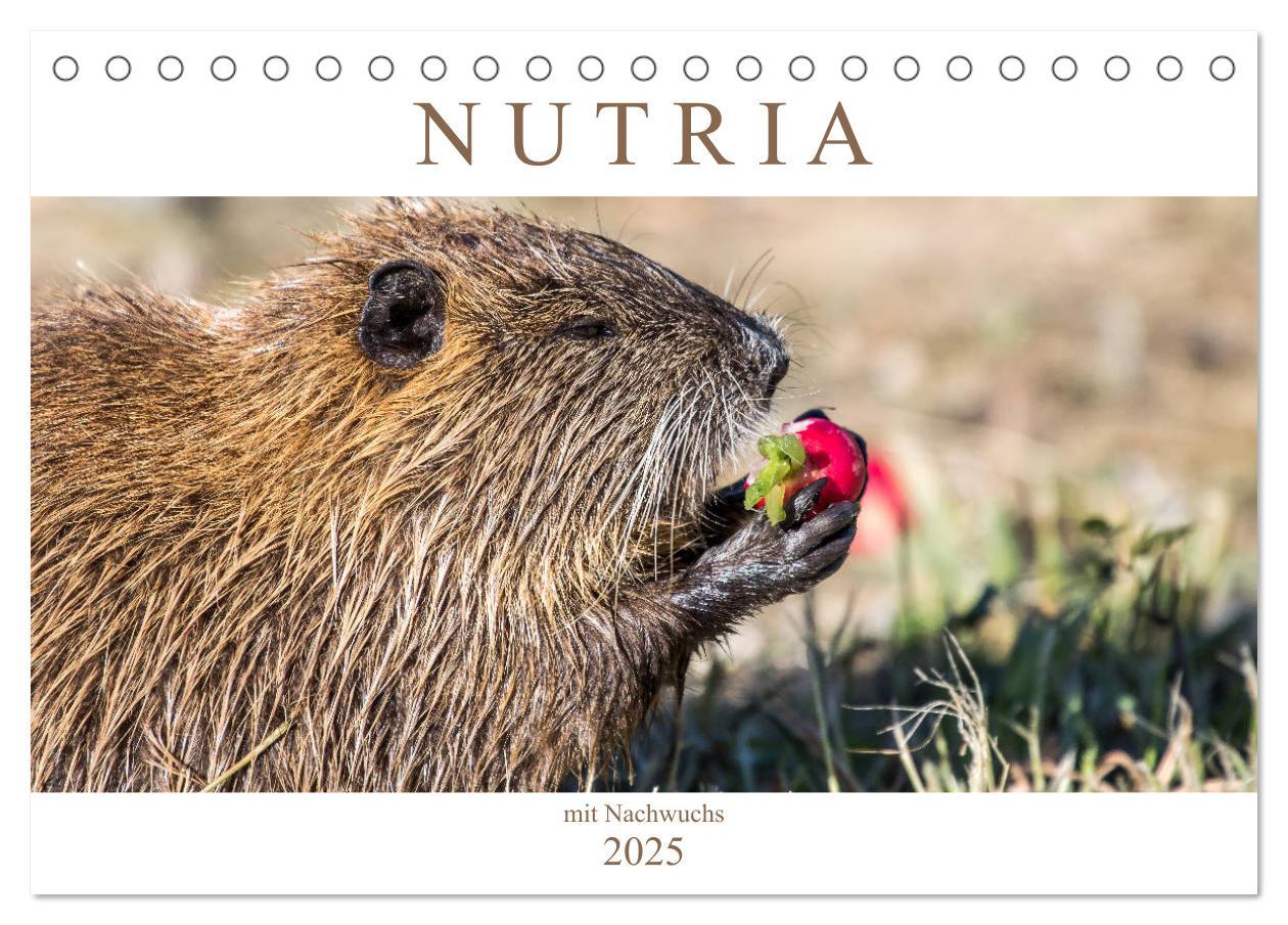 Cover: 9783435312436 | NUTRIA mit Nachwuchs (Tischkalender 2025 DIN A5 quer), CALVENDO...