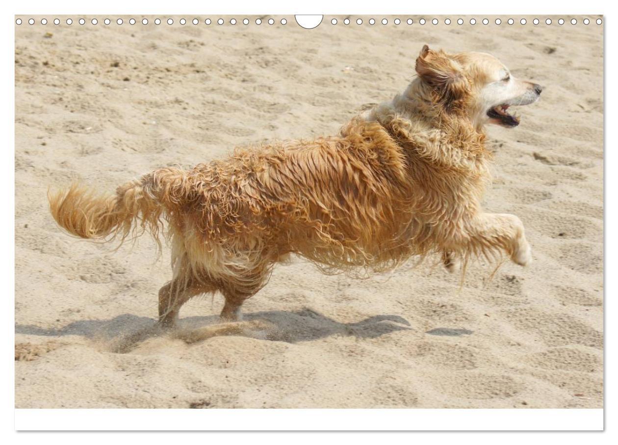 Bild: 9783435840663 | Golden Retriever Power (Wandkalender 2025 DIN A3 quer), CALVENDO...