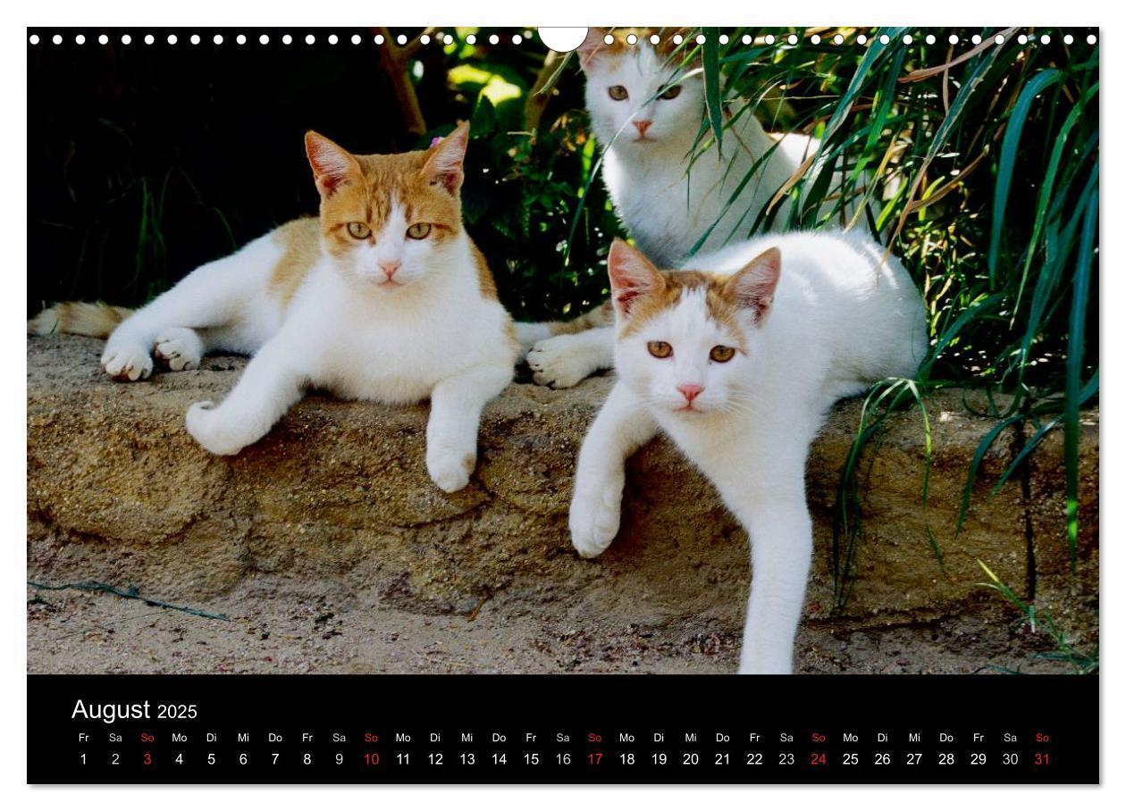 Bild: 9783435821259 | Katzen (Wandkalender 2025 DIN A3 quer), CALVENDO Monatskalender | 2025