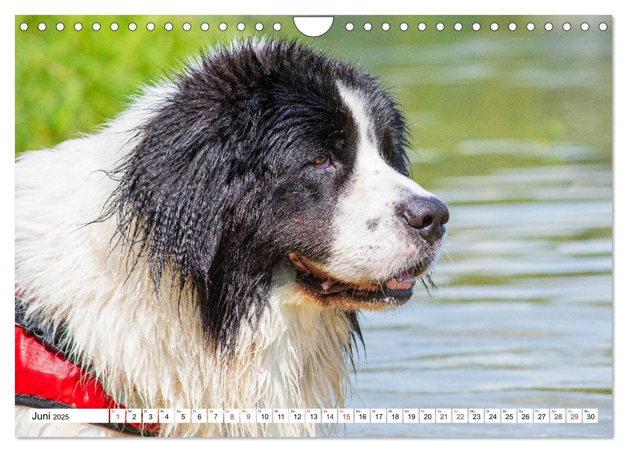 Bild: 9783435306251 | Landseer - Ein starker Freund auf 4 Pfoten (Wandkalender 2025 DIN...