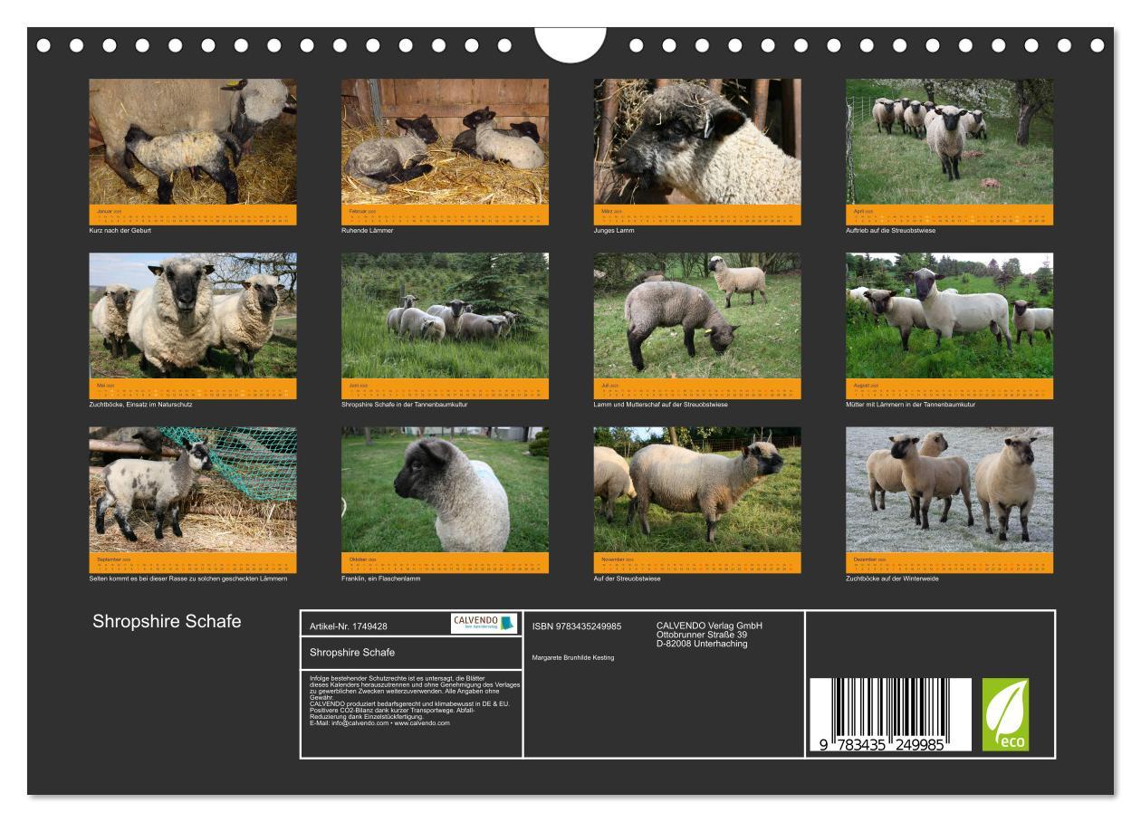 Bild: 9783435249985 | Shropshire Schafe (Wandkalender 2025 DIN A4 quer), CALVENDO...