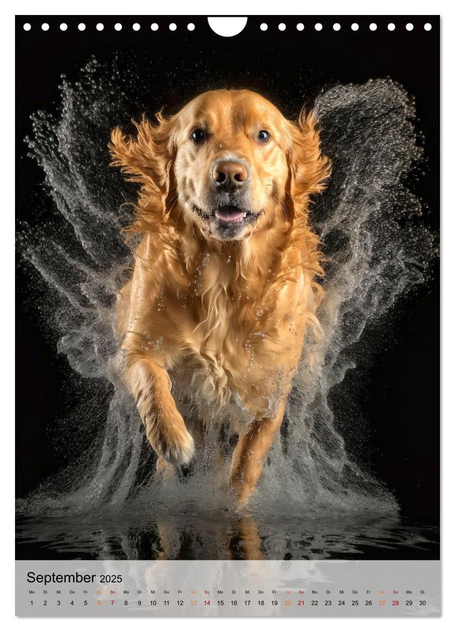 Bild: 9783435881246 | Golden Retriever - ein Hund für die Familie (Wandkalender 2025 DIN...