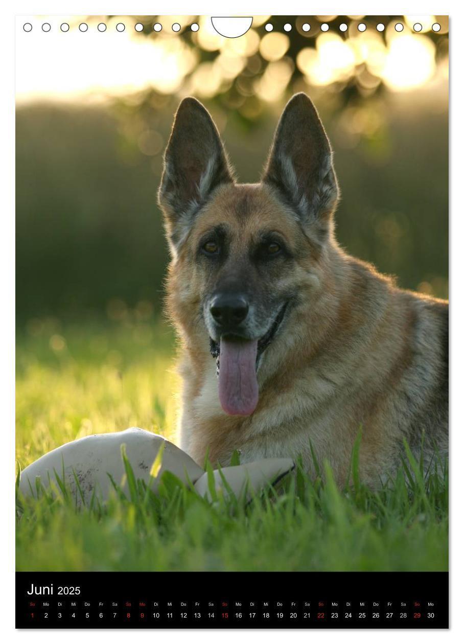 Bild: 9783457078181 | Deutscher Schäferhund (Wandkalender 2025 DIN A4 hoch), CALVENDO...