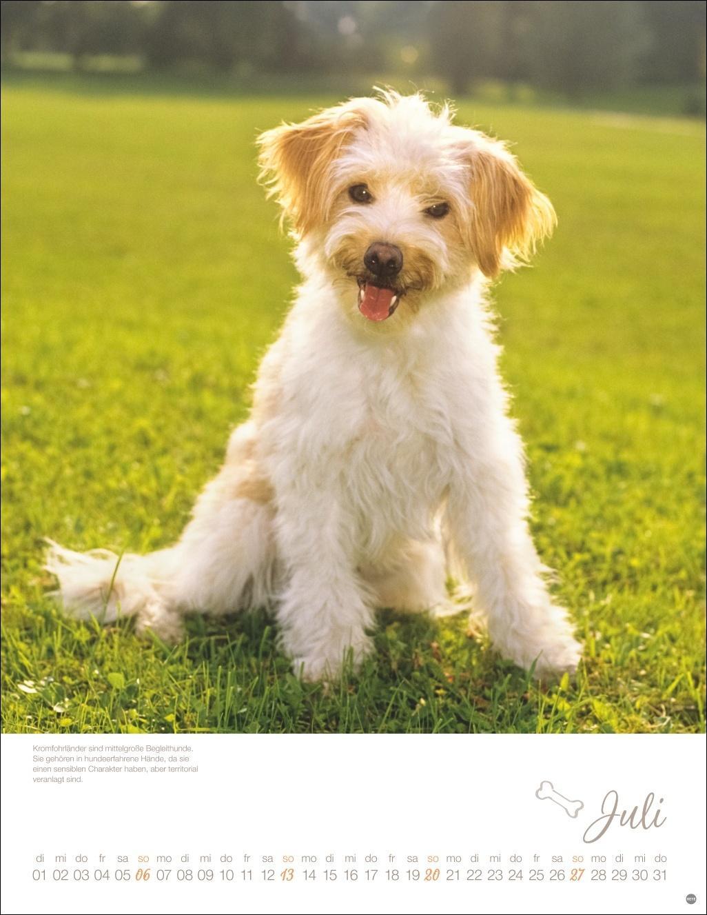 Bild: 9783756405329 | Hundekinder Posterkalender 2025 | Kalender | Spiralbindung | 14 S.