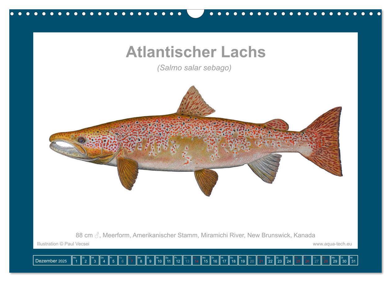 Bild: 9783383772634 | Fisch als Kunst 2025: Atlantische Lachse (Wandkalender 2025 DIN A3...