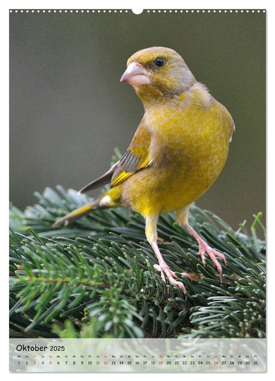 Bild: 9783457042342 | Vögel im heimischen Garten (Wandkalender 2025 DIN A2 hoch),...