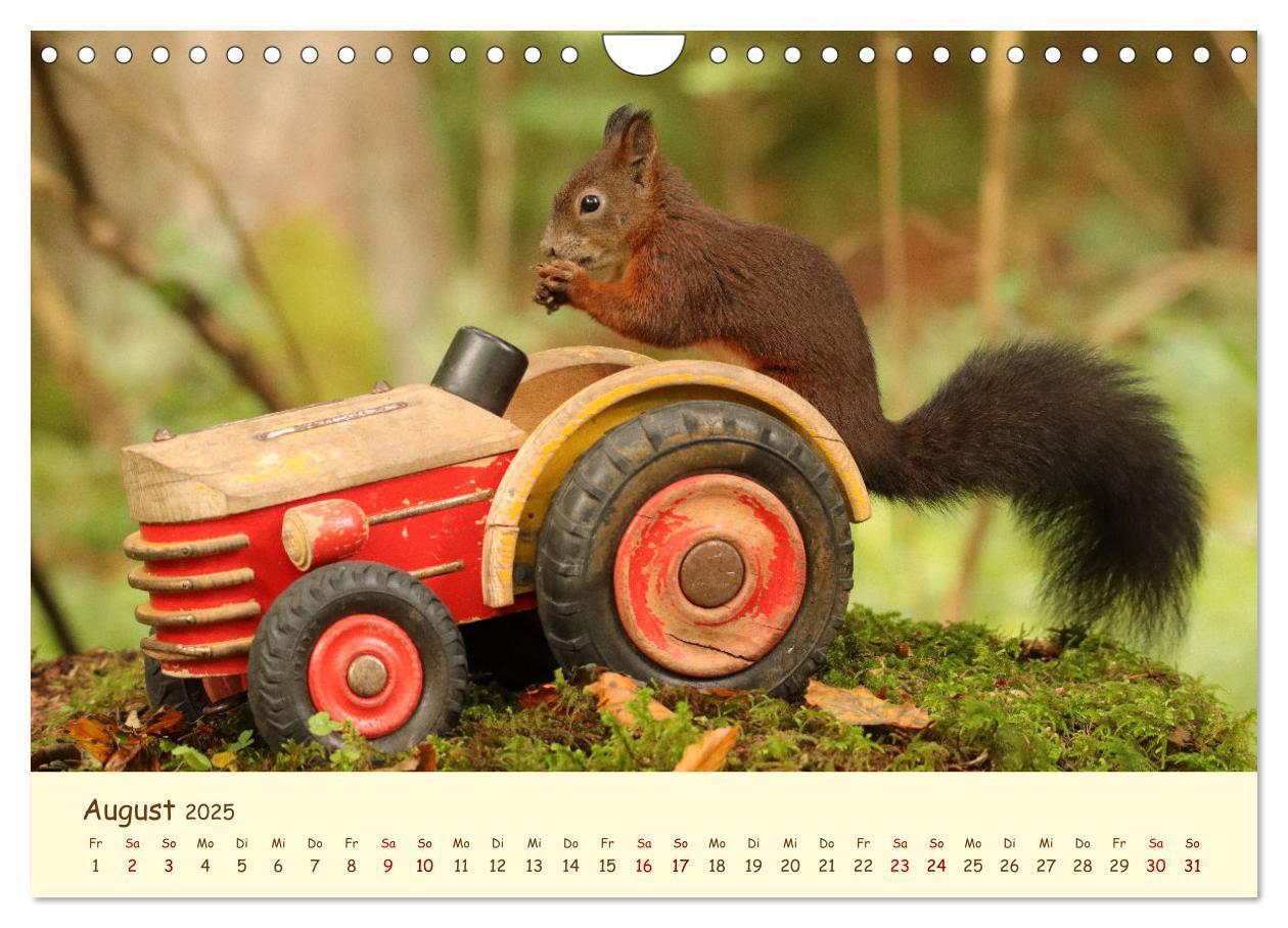 Bild: 9783435063383 | Eichhörnchen - zauberhaft verspielt (Wandkalender 2025 DIN A4...