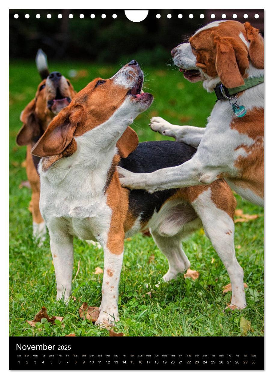 Bild: 9781325973002 | Beagles in action (Wall Calendar 2025 DIN A4 portrait), CALVENDO 12...