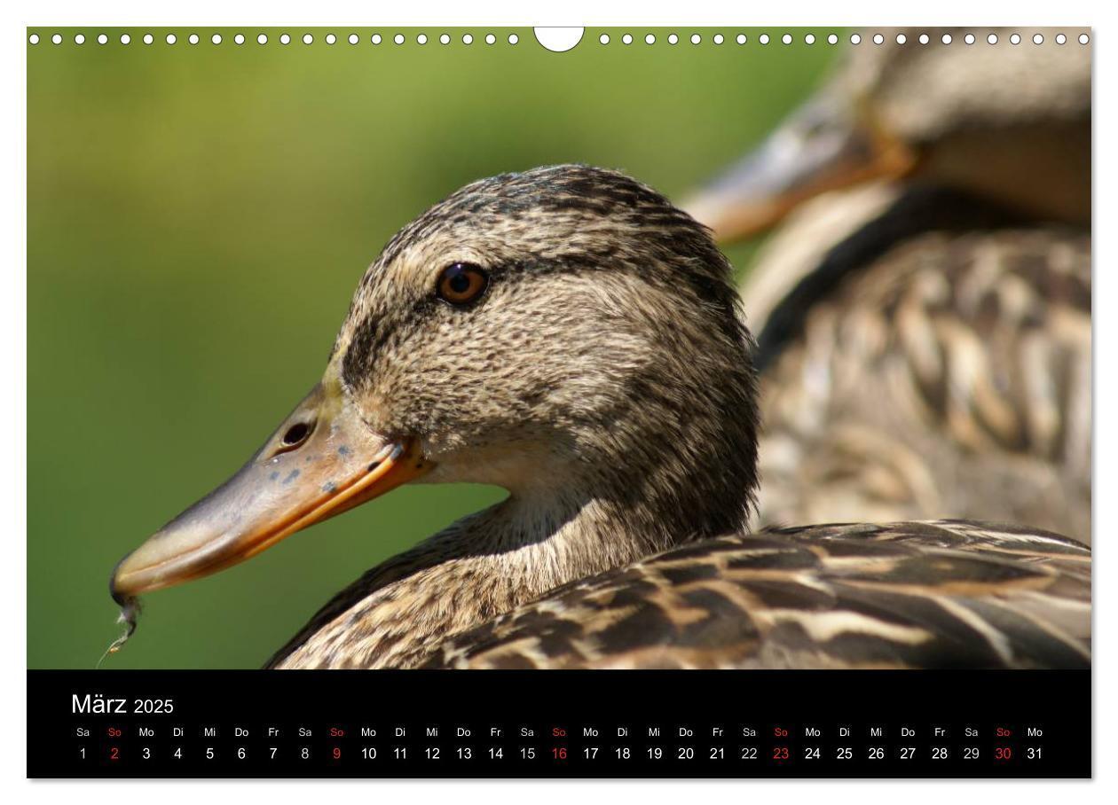 Bild: 9783435840526 | Das Leben der Enten (Wandkalender 2025 DIN A3 quer), CALVENDO...