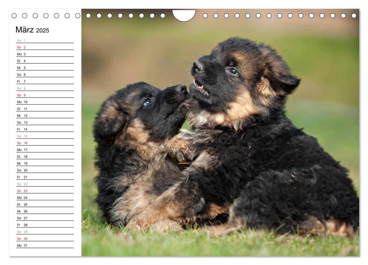 Bild: 9783435474912 | Deutscher Schäferhund - Welpen (Wandkalender 2025 DIN A4 quer),...