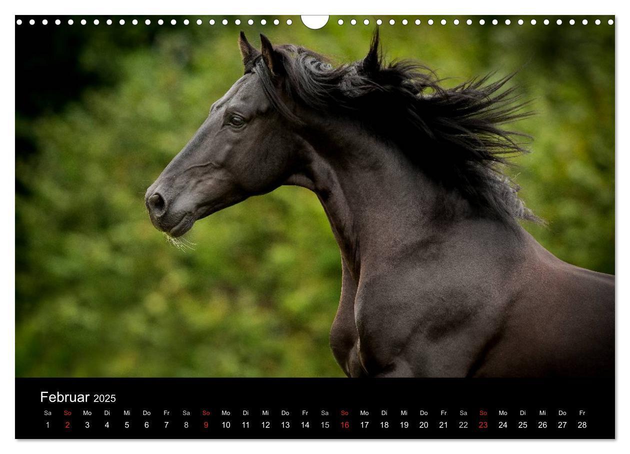 Bild: 9783435637904 | Spaniens stolze Pferde (Wandkalender 2025 DIN A3 quer), CALVENDO...