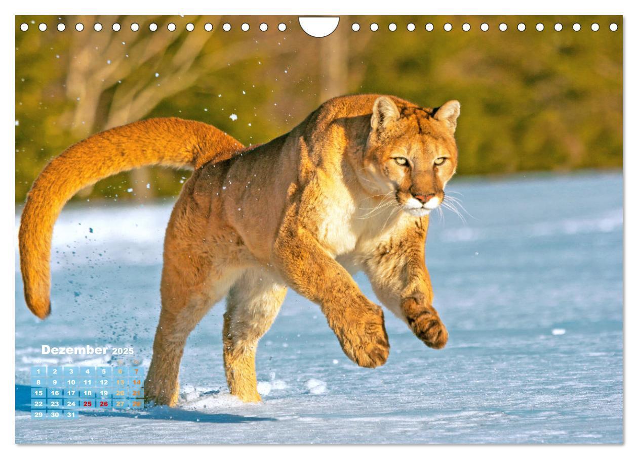 Bild: 9783383778032 | Puma: Auf leisen Pfoten (Wandkalender 2025 DIN A4 quer), CALVENDO...