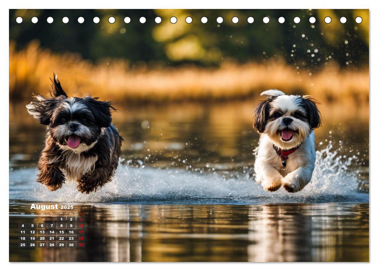 Bild: 9783435647279 | Shih Tzu - der wuschelige Hund aus Tibet (Tischkalender 2025 DIN A5...