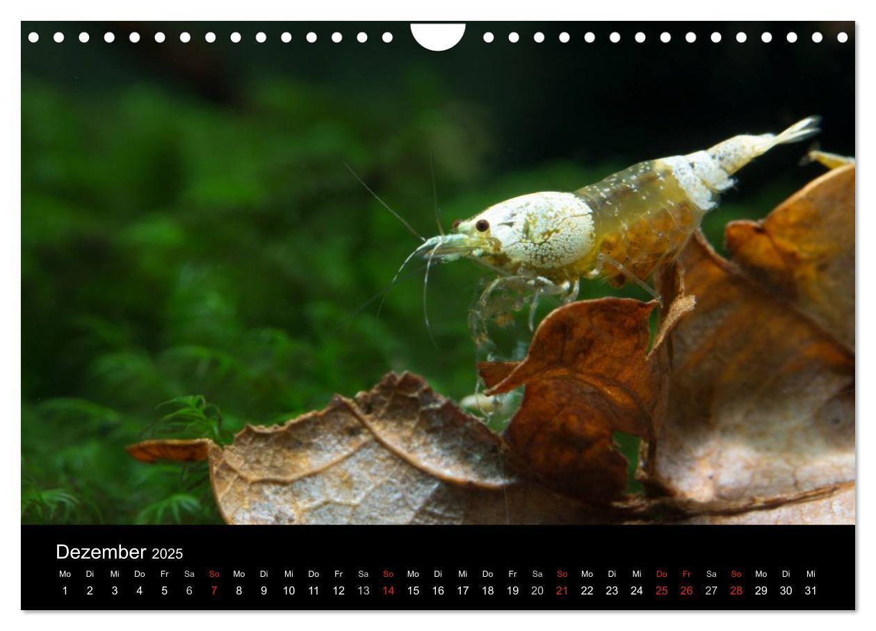 Bild: 9783435562060 | Zwerggarnelen - gepanzerte Juwelen im Aquarium (Wandkalender 2025...