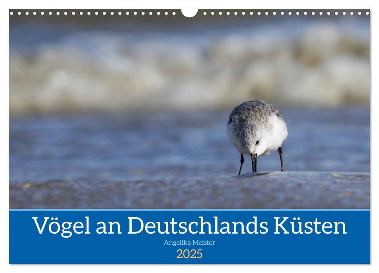 Cover: 9783435020676 | Vögel an Deutschlands Küsten (Wandkalender 2025 DIN A3 quer),...