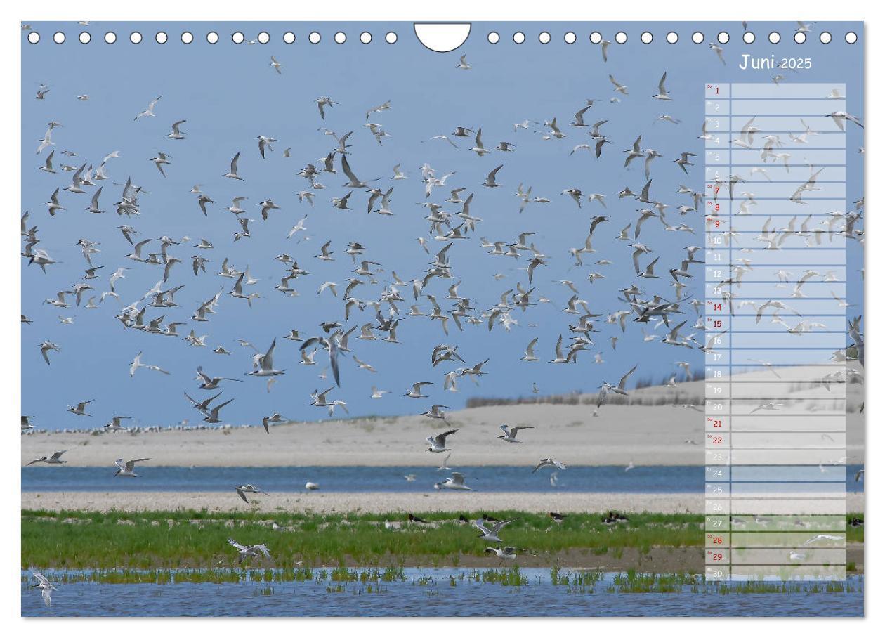 Bild: 9783435359097 | Ein Sommer auf Texel (Wandkalender 2025 DIN A4 quer), CALVENDO...