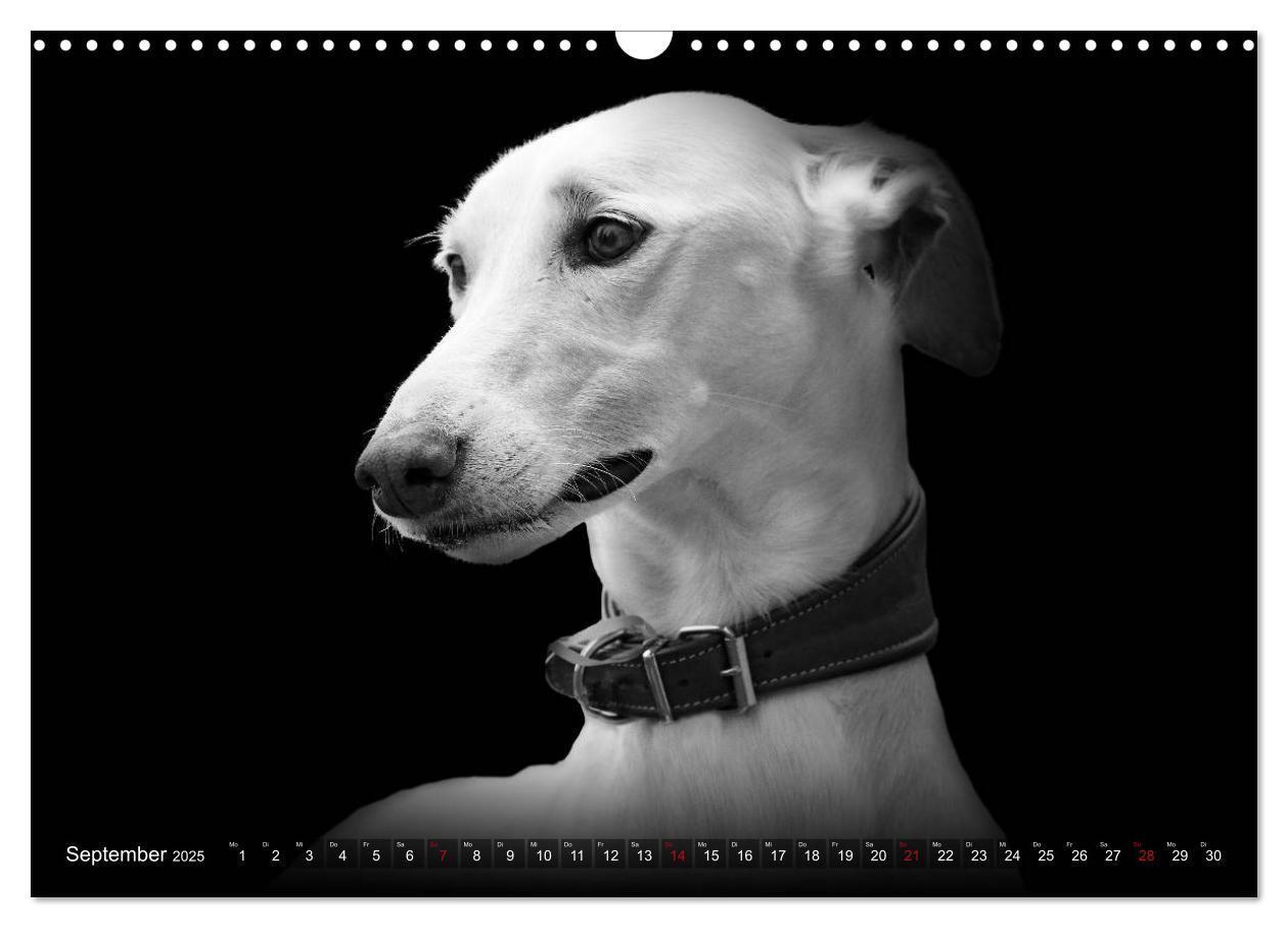 Bild: 9783383824050 | Galgo Español - der spanische Windhund 2025 (Wandkalender 2025 DIN...