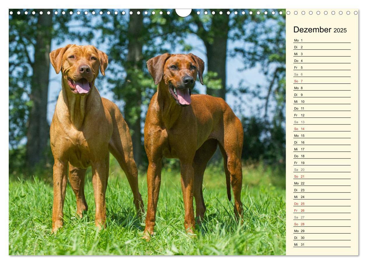 Bild: 9783435540990 | Rhodesian Ridgeback 2025 (Wandkalender 2025 DIN A3 quer), CALVENDO...