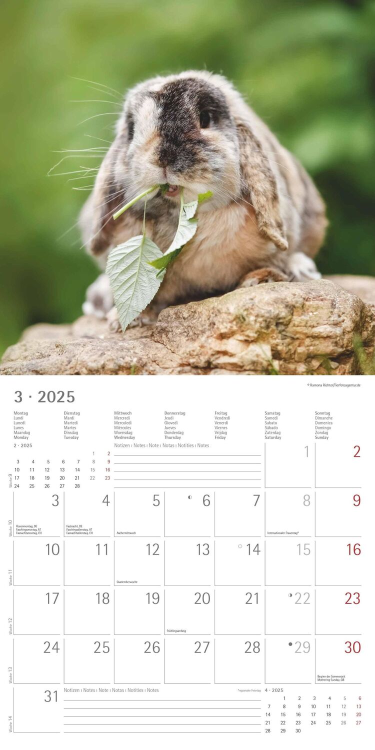 Bild: 4251732340766 | Kaninchen 2025 - Broschürenkalender 30x30 cm (30x60 geöffnet) -...