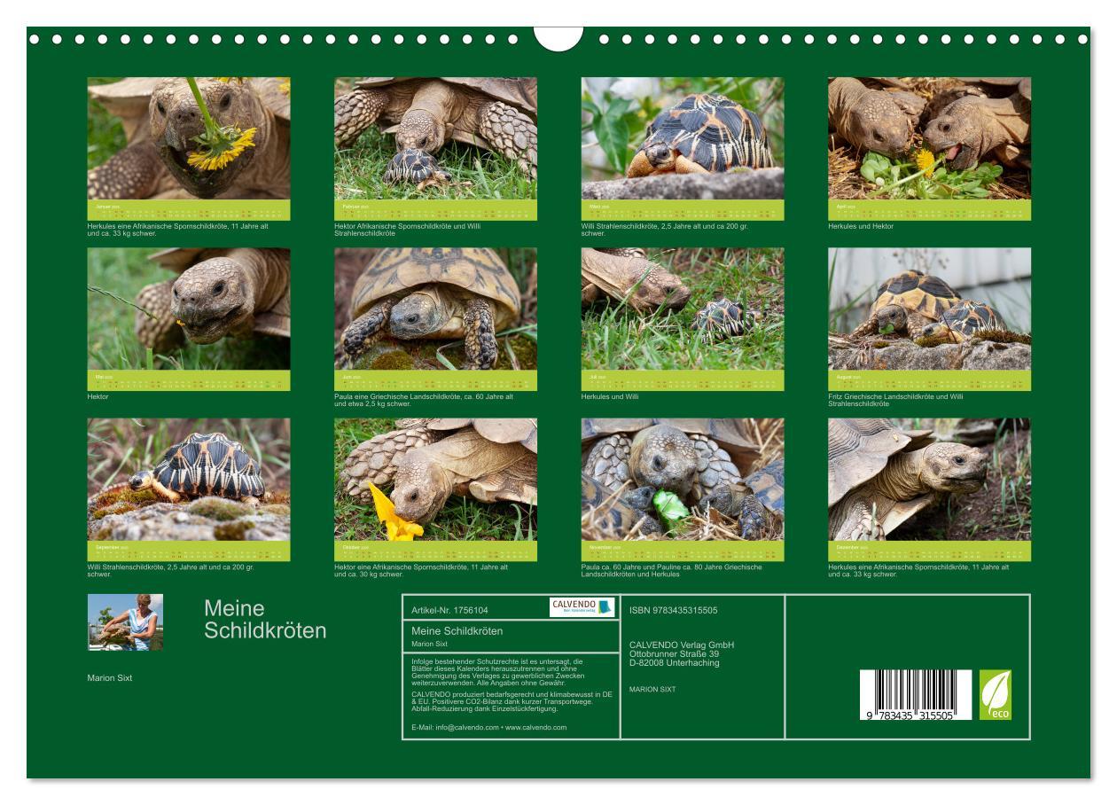 Bild: 9783435315505 | Meine Schildkröten (Wandkalender 2025 DIN A3 quer), CALVENDO...