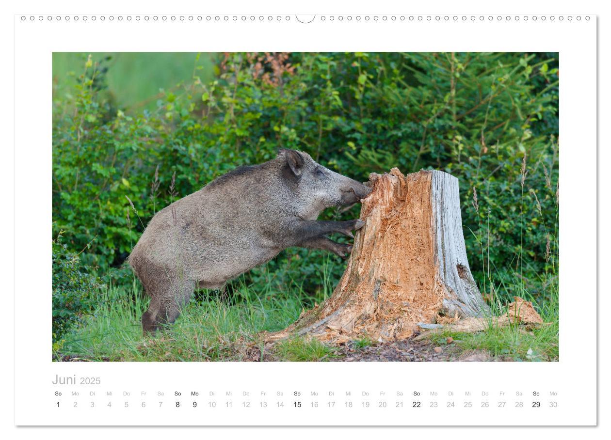 Bild: 9783383947681 | Wildschweine ¿ Wildlife Fotografien (Wandkalender 2025 DIN A2...