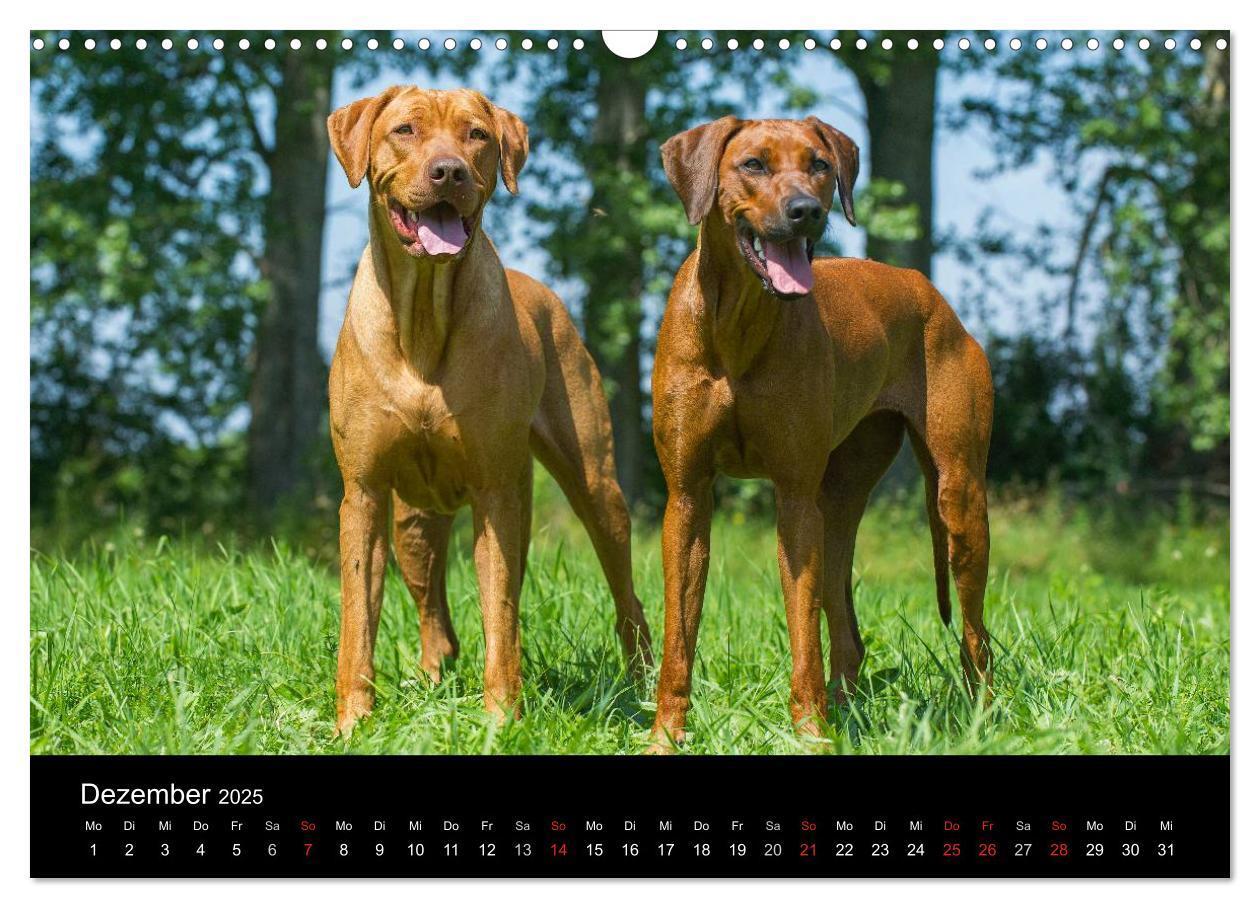 Bild: 9783435759750 | Rhodesian Ridgeback 2025 (Wandkalender 2025 DIN A3 quer), CALVENDO...